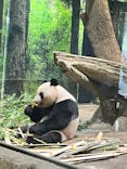 恩賜上野動物園に投稿された画像（2025/7/27）