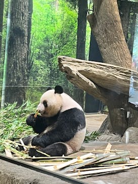 恩賜上野動物園に投稿された画像（2025/7/27）