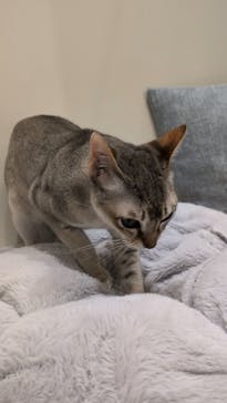 Cat Café MOFF イオンモール浜松志都呂店に投稿された画像（2025/7/27）