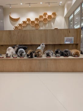 Cat Café MOFF イオンモール浜松志都呂店に投稿された画像（2025/7/27）