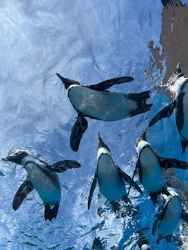 サンシャイン水族館に投稿された画像（2025/7/27）