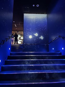 サンシャイン水族館に投稿された画像（2025/7/27）