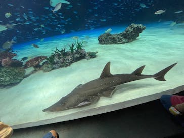 サンシャイン水族館に投稿された画像（2025/7/27）