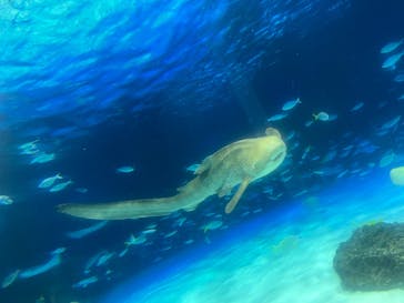 サンシャイン水族館に投稿された画像（2025/7/27）