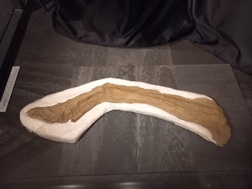 福井県立恐竜博物館に投稿された画像（2025/7/27）