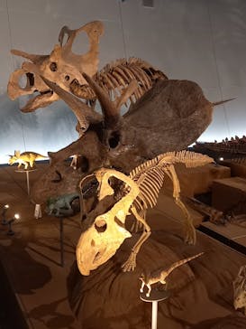 福井県立恐竜博物館に投稿された画像（2025/7/27）