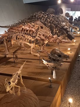 福井県立恐竜博物館に投稿された画像（2025/7/27）