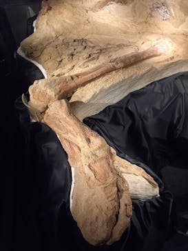 福井県立恐竜博物館に投稿された画像（2025/7/27）