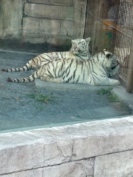 東武動物公園に投稿された画像（2025/7/28）