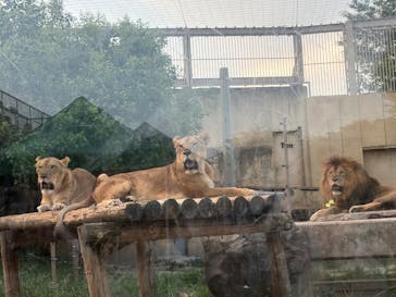 東武動物公園に投稿された画像（2025/7/28）