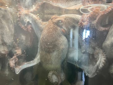 越前松島水族館に投稿された画像（2025/7/28）