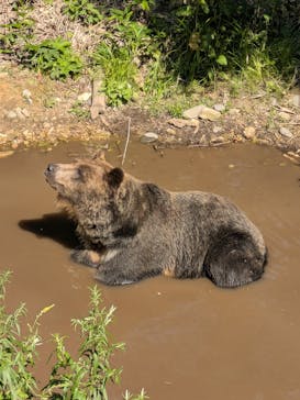 サホロリゾート　ベア･マウンテンに投稿された画像（2025/7/28）