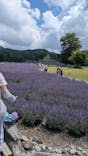 たんばらラベンダーパークに投稿された画像（2025/7/28）