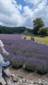 たんばらラベンダーパークに投稿された画像（2025/7/28）