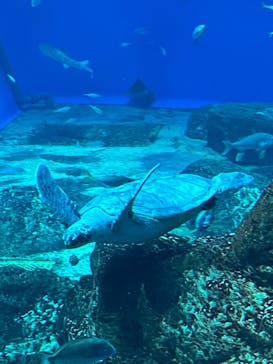 アクアワールド茨城県大洗水族館に投稿された画像（2025/7/28）