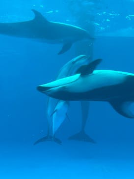 アクアワールド茨城県大洗水族館に投稿された画像（2025/7/28）