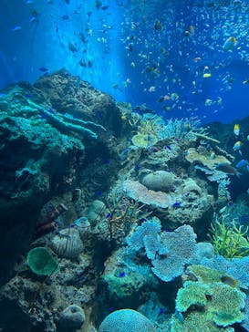 アクアワールド茨城県大洗水族館に投稿された画像（2025/7/28）