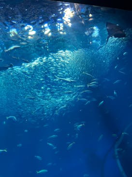 アクアワールド茨城県大洗水族館に投稿された画像（2025/7/28）