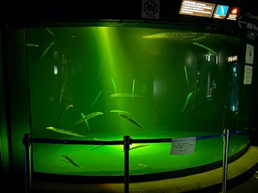 サンシャイン水族館に投稿された画像（2025/7/28）