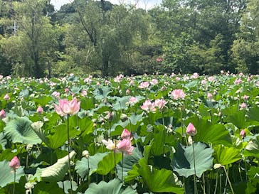 偕楽園本園に投稿された画像（2025/7/28）