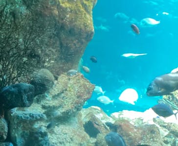 新江ノ島水族館に投稿された画像（2025/7/28）