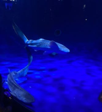 新江ノ島水族館に投稿された画像（2025/7/28）