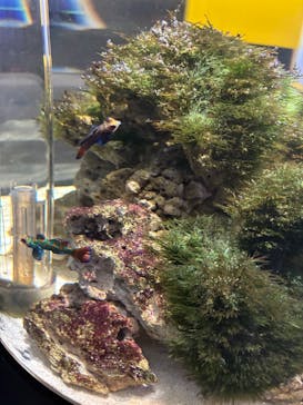 NIFREL（ニフレル）に投稿された画像（2025/7/28）