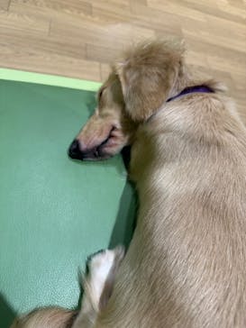 いぬカフェRio 仙台店に投稿された画像（2025/7/28）