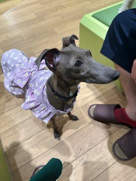 いぬカフェRio 仙台店に投稿された画像（2025/7/28）