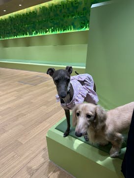 いぬカフェRio 仙台店に投稿された画像（2025/7/28）