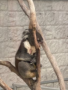 淡路ファームパーク イングランドの丘に投稿された画像（2025/7/28）