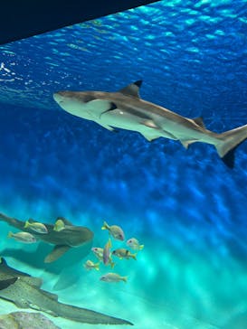 アクアワールド茨城県大洗水族館に投稿された画像（2025/7/28）