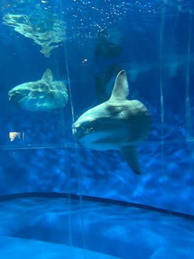 アクアワールド茨城県大洗水族館に投稿された画像（2025/7/28）