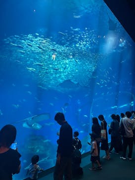アクアワールド茨城県大洗水族館に投稿された画像（2025/7/28）