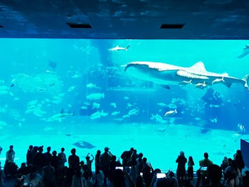 沖縄美ら海水族館に投稿された画像（2025/7/28）