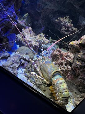 沖縄美ら海水族館に投稿された画像（2025/7/28）