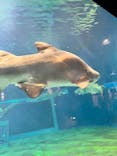 アクアワールド茨城県大洗水族館に投稿された画像（2025/7/28）