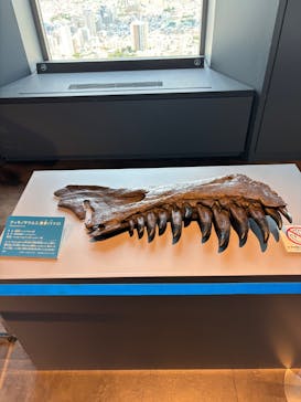 サンシャイン60展望台に投稿された画像（2025/7/28）