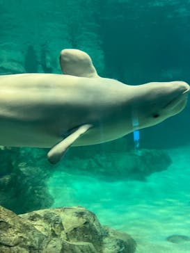 名古屋港水族館に投稿された画像（2025/7/28）