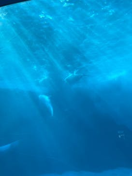 名古屋港水族館に投稿された画像（2025/7/28）