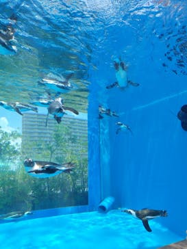 サンシャイン水族館に投稿された画像（2025/7/28）