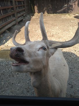 那須サファリパークに投稿された画像（2025/7/28）