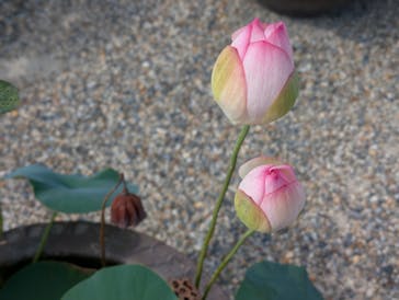 公益社団法人　奈良市観光協会に投稿された画像（2025/7/28）