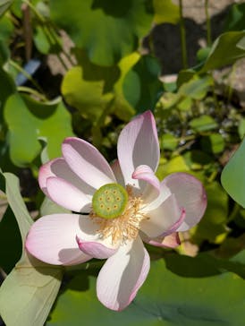 公益社団法人　奈良市観光協会に投稿された画像（2025/7/28）