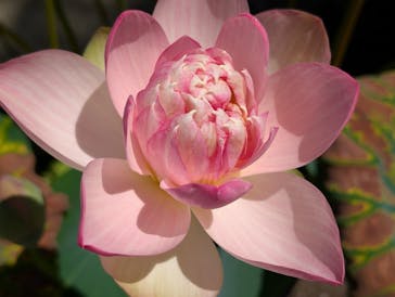 公益社団法人　奈良市観光協会に投稿された画像（2025/7/28）