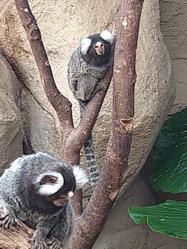 那須どうぶつ王国に投稿された画像（2025/7/28）