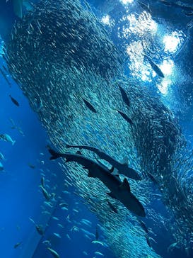 アクアワールド茨城県大洗水族館に投稿された画像（2025/7/28）