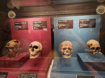 特別展「氷河期展 〜人類が見た4万年前の世界〜」（国立科学博物館）に投稿された画像（2025/7/28）