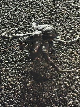 OKIDOKIマリンツアー宮古島に投稿された画像（2025/7/28）