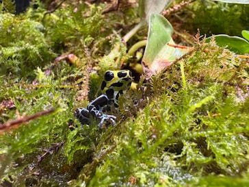 体感型カエル館KawaZooに投稿された画像（2025/7/28）